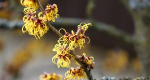 Hämorrhoiden Hausmittel