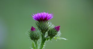 Hausmittel Altersflecken